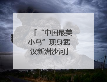 “中国最美小鸟”现身武汉新洲沙河