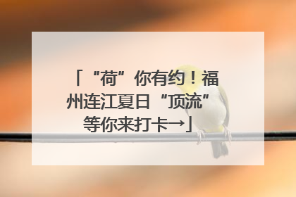 “荷”你有约！福州连江夏日“顶流”等你来打卡→