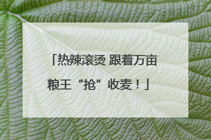 热辣滚烫 跟着万亩粮王“抢”收麦！