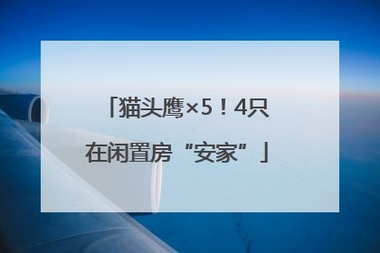 猫头鹰×5！4只在闲置房“安家”