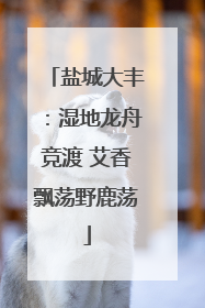 盐城大丰：湿地龙舟竞渡 艾香飘荡野鹿荡