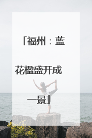福州：蓝花楹盛开成一景