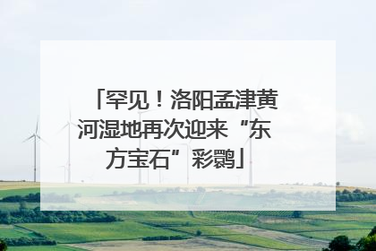 罕见！洛阳孟津黄河湿地再次迎来“东方宝石”彩鹮