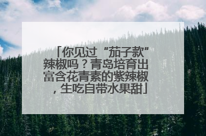 你见过“茄子款”辣椒吗？青岛培育出富含花青素的紫辣椒，生吃自带水果甜