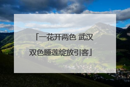 一花开两色 武汉双色睡莲绽放引客