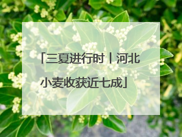 三夏进行时丨河北小麦收获近七成