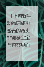 上海野生动物园成功繁育的两头非洲象宝宝与游客见面