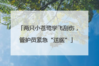 两只小苍鹭学飞刮伤，管护员紧急“送医”