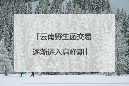 云南野生菌交易逐渐进入高峰期