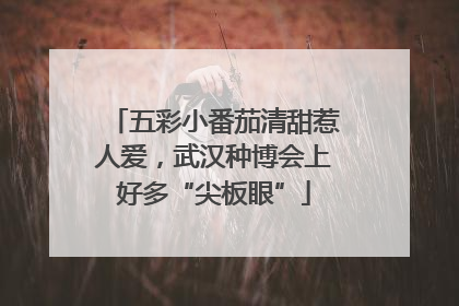 五彩小番茄清甜惹人爱，武汉种博会上好多“尖板眼”