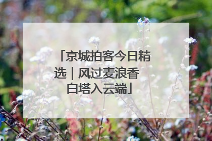 京城拍客今日精选｜风过麦浪香 白塔入云端