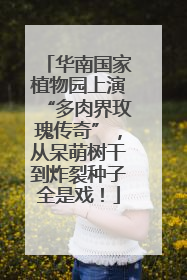 华南国家植物园上演“多肉界玫瑰传奇”，从呆萌树干到炸裂种子全是戏！