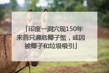印度一洞穴现150年来首只濒危椰子蟹，或因被椰子和垃圾吸引
