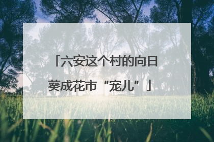 六安这个村的向日葵成花市“宠儿”
