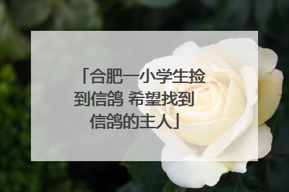 合肥一小学生捡到信鸽 希望找到信鸽的主人
