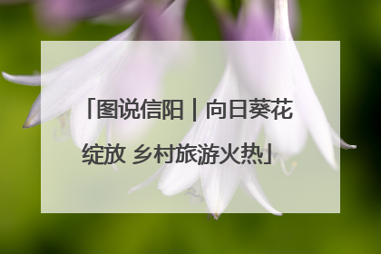 图说信阳｜向日葵花绽放 乡村旅游火热