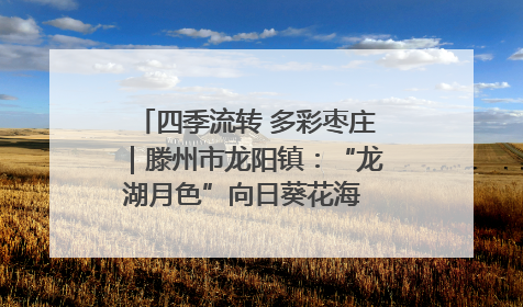 四季流转 多彩枣庄｜滕州市龙阳镇：“龙湖月色”向日葵花海 绘就乡村振兴新画卷