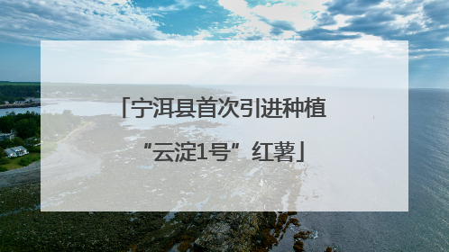 宁洱县首次引进种植“云淀1号”红薯