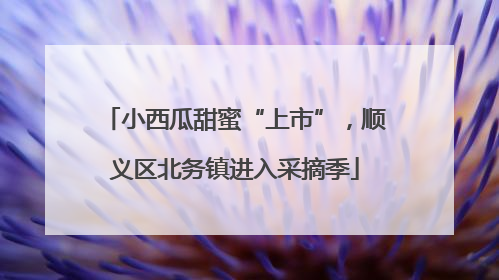 小西瓜甜蜜“上市”，顺义区北务镇进入采摘季