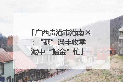 广西贵港市港南区：“藕”遇丰收季 泥中“掘金”忙