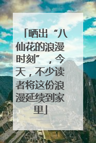 晒出“八仙花的浪漫时刻”，今天，不少读者将这份浪漫延续到家里