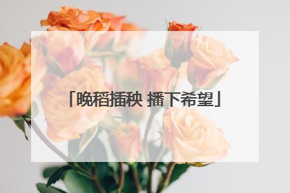 晚稻插秧 播下希望