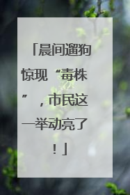 晨间遛狗惊现“毒株”，市民这一举动亮了！