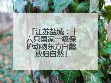 江苏盐城：十六只国家一级保护动物东方白鹳放归自然