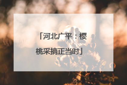 河北广平：樱桃采摘正当时
