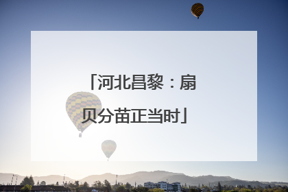 河北昌黎：扇贝分苗正当时