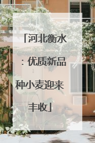 河北衡水：优质新品种小麦迎来丰收