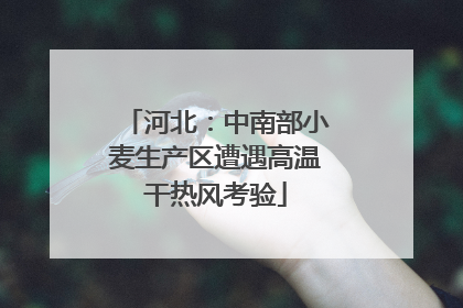 河北：中南部小麦生产区遭遇高温干热风考验