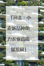 河北：小麦新品种助力农业高质量发展
