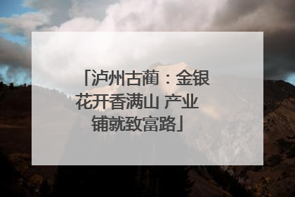泸州古蔺：金银花开香满山 产业铺就致富路