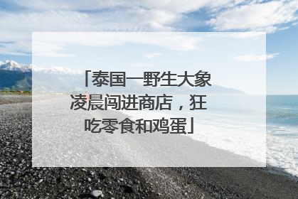 泰国一野生大象凌晨闯进商店，狂吃零食和鸡蛋