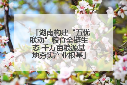 湖南构建“五优联动”粮食全链生态 千万亩粮源基地夯实产业根基