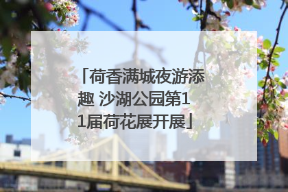 荷香满城夜游添趣 沙湖公园第11届荷花展开展
