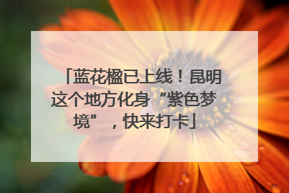 蓝花楹已上线！昆明这个地方化身“紫色梦境”，快来打卡