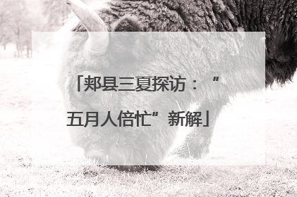 郏县三夏探访：“五月人倍忙”新解