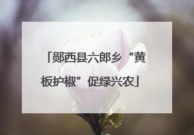 郧西县六郎乡“黄板护椒”促绿兴农