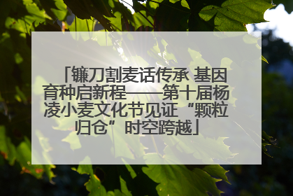 镰刀割麦话传承 基因育种启新程——第十届杨凌小麦文化节见证“颗粒归仓”时空跨越