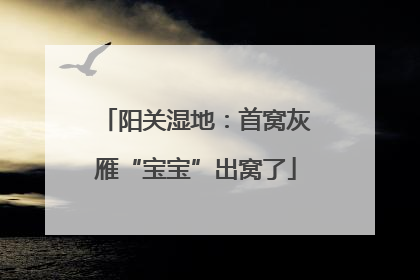 阳关湿地：首窝灰雁“宝宝”出窝了