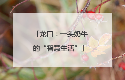 龙口：一头奶牛的“智慧生活”