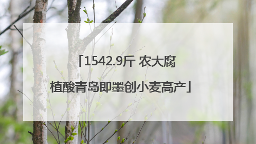 1542.9斤 农大腐植酸青岛即墨创小麦高产