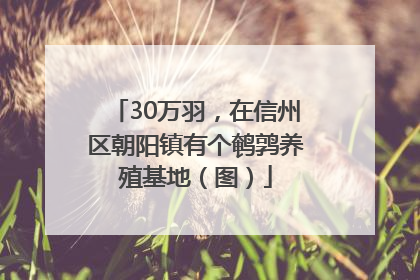 30万羽，在信州区朝阳镇有个鹌鹑养殖基地（图）