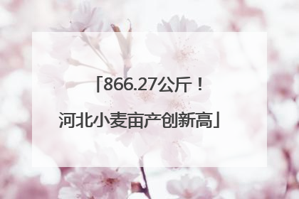 866.27公斤！河北小麦亩产创新高